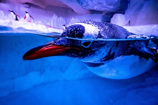 Pinguim nadando em seu recinto no aquário de Bangkok, na Tailândia, 21 de abril de 2021 - Sputnik Brasil