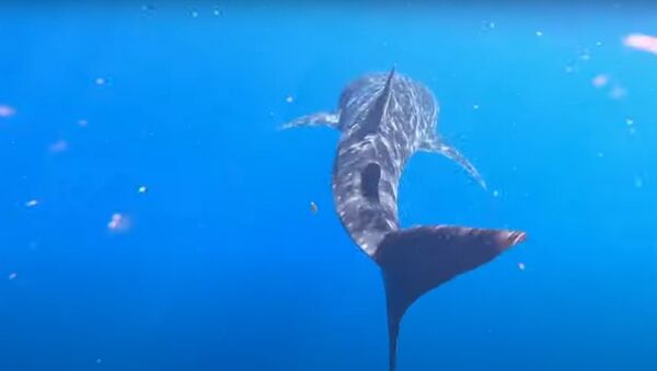 Tubarão-baleia nadando em águas quentes e cristalinas da Austrália - Sputnik Brasil