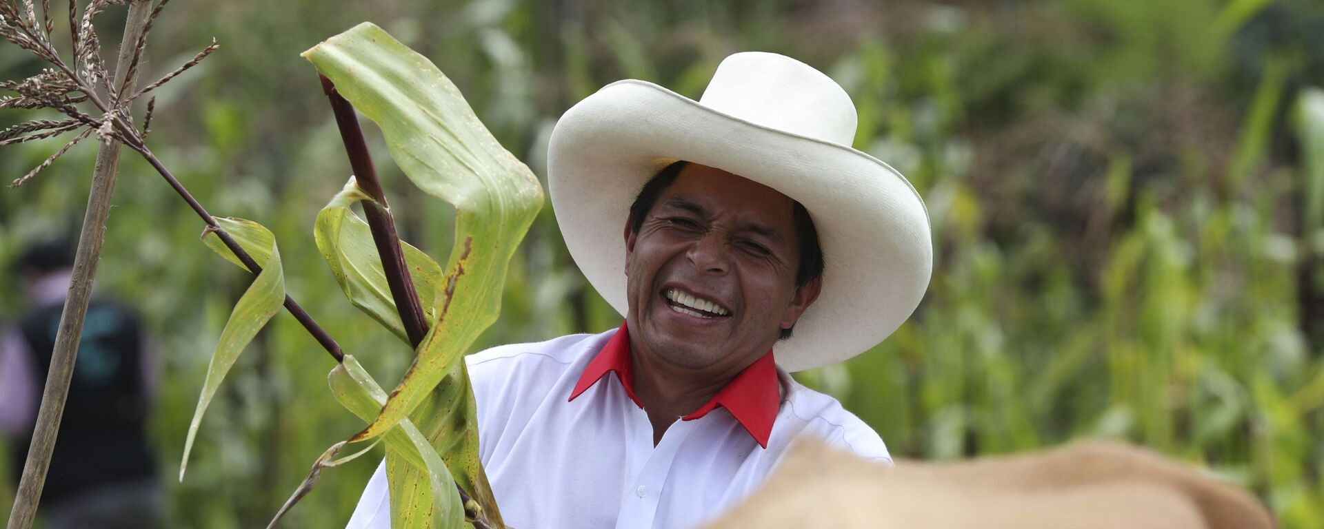 Pedro Castillo, então candidato à presidência do Peru, segura um talo de milho em sua propriedade em Chugur, no Peru, em 15 de abril de 2021 - Sputnik Brasil, 1920, 25.11.2021
