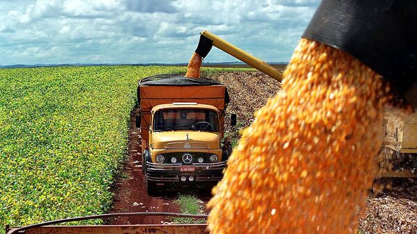 Produção de milho de uma fazenda é carregada em caminhões, na cidade de Guarapuava, no Paraná (foto de arquivo) - Sputnik Brasil