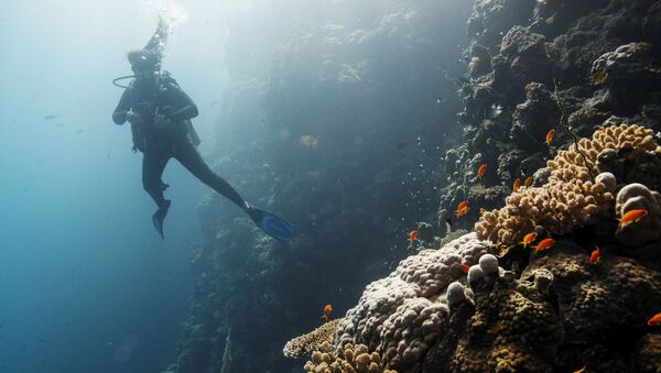 Mergulhador nada acima de um recife de coral no mar Vermelho ao largo da Universidade de Ciência e Tecnologia Rei Abdullah, perto da cidade de Jidá, na Arábia Saudita, 17 de dezembro de 2019 - Sputnik Brasil