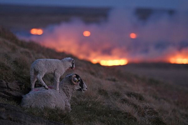 Ovelhas sobem a encosta enquanto incêndio em pântano é visto perto de Huddersfield, no norte de Inglaterra, 25 de abril de 2021 - Sputnik Brasil