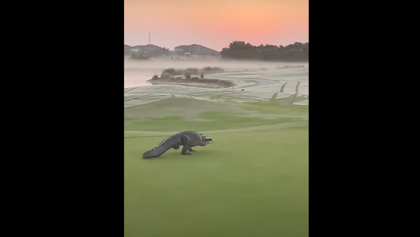 Aligátor em campo de golfe - Sputnik Brasil