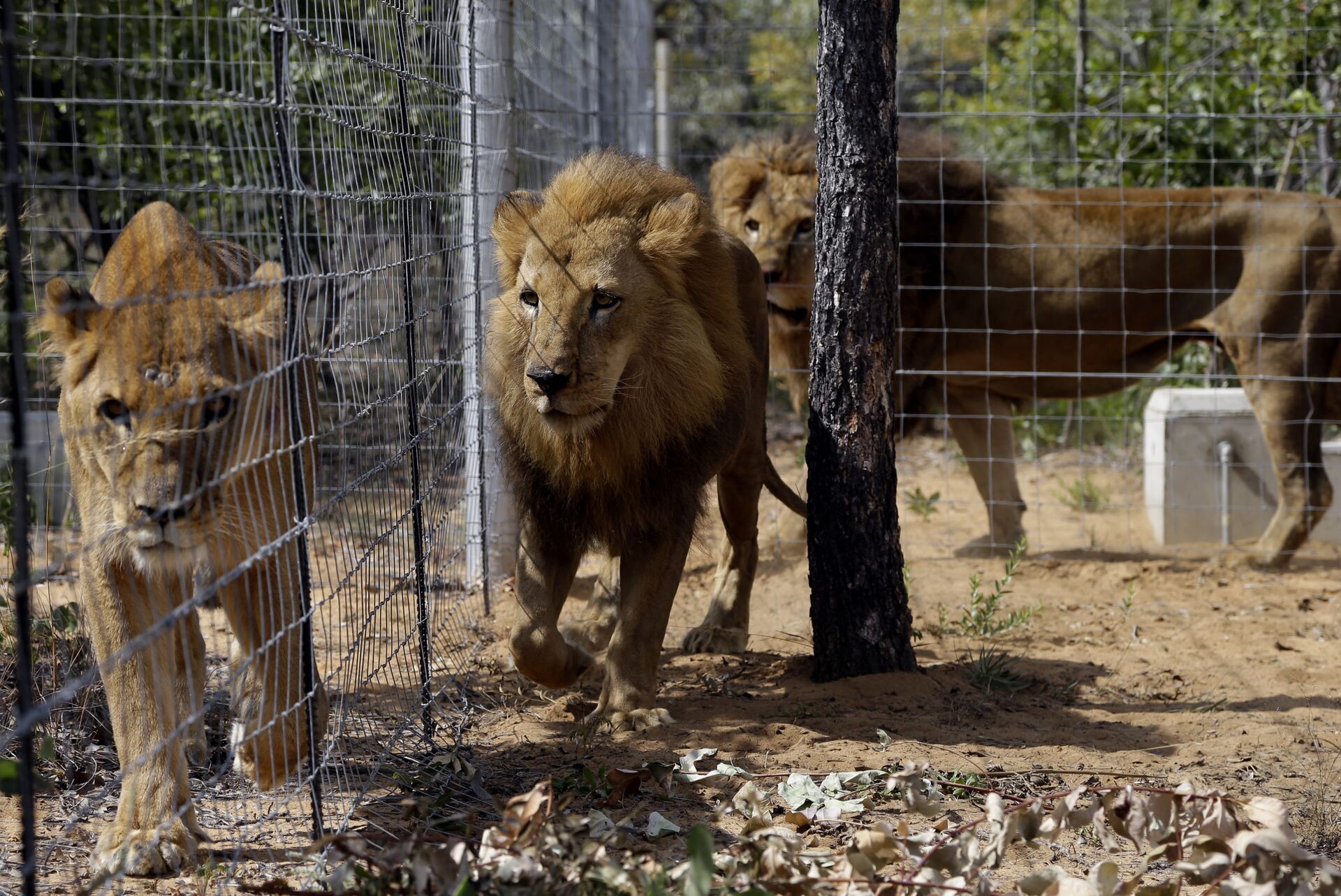 África do Sul vai proibir a criação de leões em cativeiro para caça de troféus - Sputnik Brasil, 1920, 02.05.2021