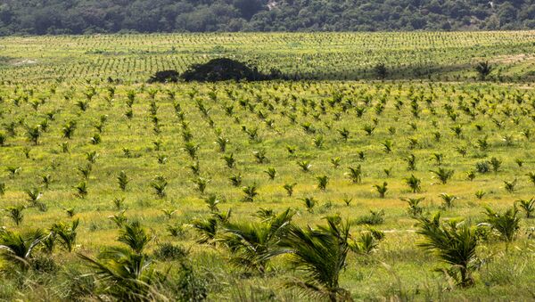 Coqueiral irrigado pelo sistema de microaspersão, em uma fazenda da cidade de Conde, litoral norte da Bahia - Sputnik Brasil