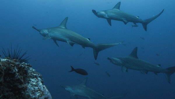 Tubarões (imagem referencial) - Sputnik Brasil