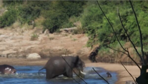 Elefante furioso indo contra filhote de hipopótamo. - Sputnik Brasil