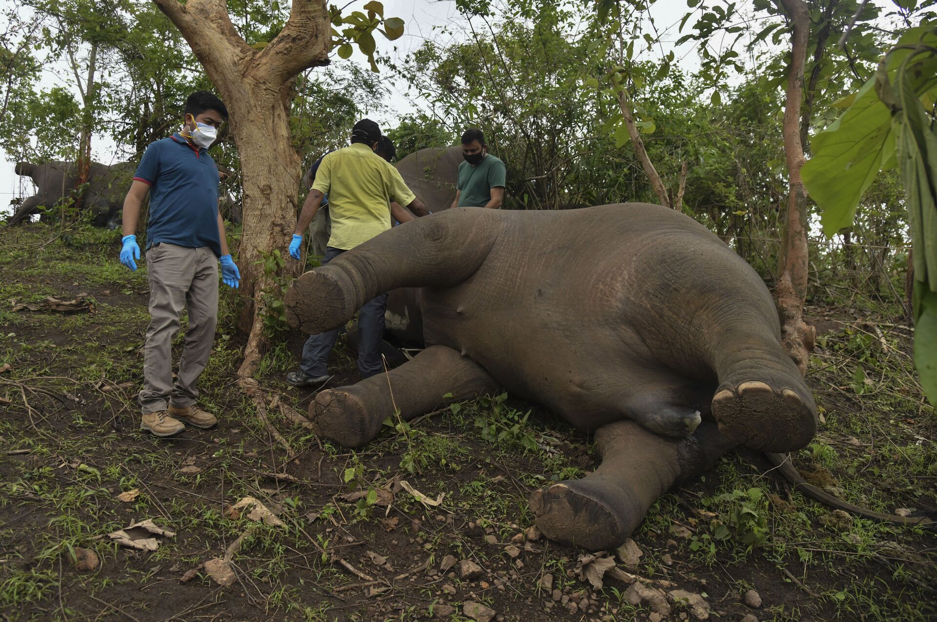 Dezoito elefantes achados sem vida por razão desconhecida na Índia (FOTO) - Sputnik Brasil, 1920, 14.05.2021