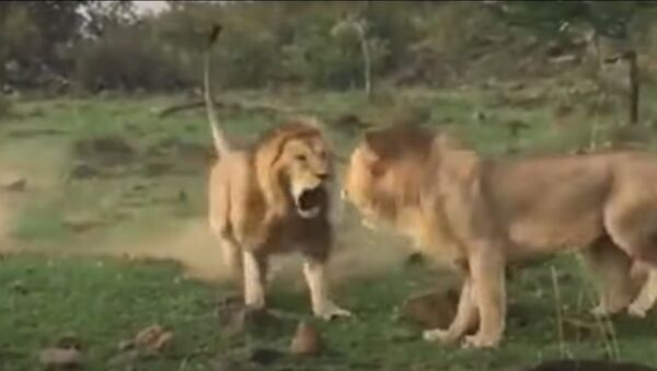Dois leões lutam para conquistar leoa - Sputnik Brasil