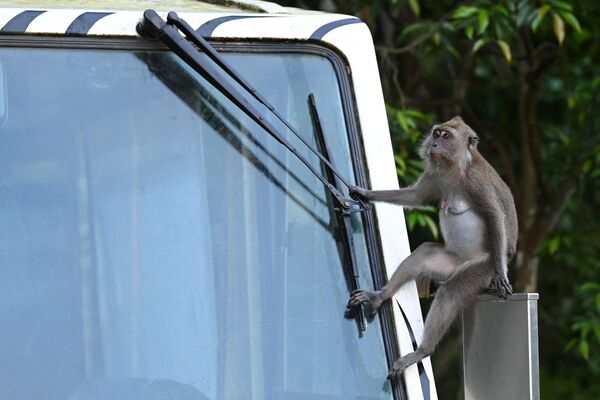 Macaco sentando no espelho lateral de um bonde durante um Safari Noturno em Singapura, 10 de maio de 2021 - Sputnik Brasil