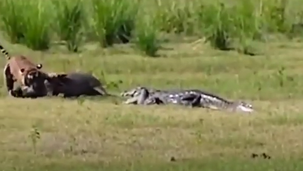 Crocodilo ataca tigre - Sputnik Brasil