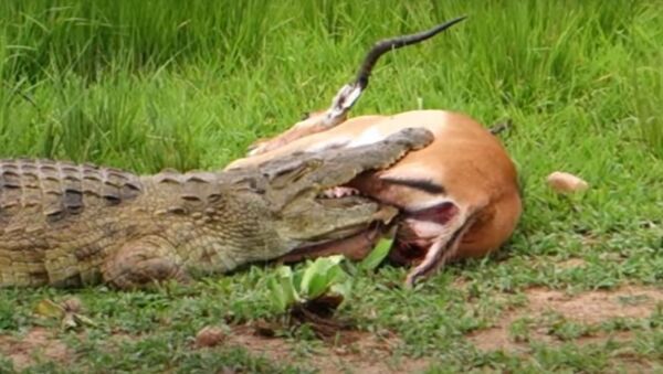 Momentos antes de impala se libertar das mandíbulas de crocodilo faminto - Sputnik Brasil