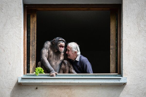 Dono de jardim zoológico, Pierre Thivillon, rindo ao lado de chimpanzé, França, 17 de maio de 2021 - Sputnik Brasil