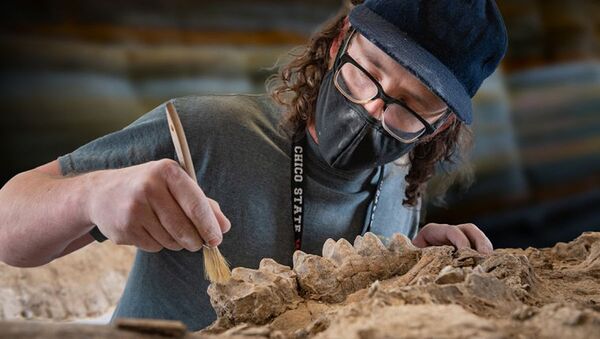 Técnico limpa fóssil de mastodonte encontrado na Califórnia - Sputnik Brasil