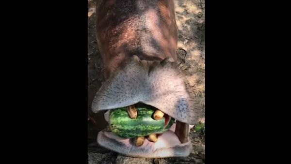 Hipopótamo faminto devora melancia em uma só dentada graças a seu poderoso maxilar - Sputnik Brasil