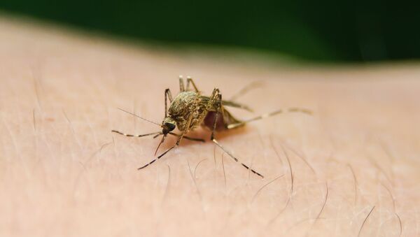 Mosquito da malária (imagem referencial) - Sputnik Brasil