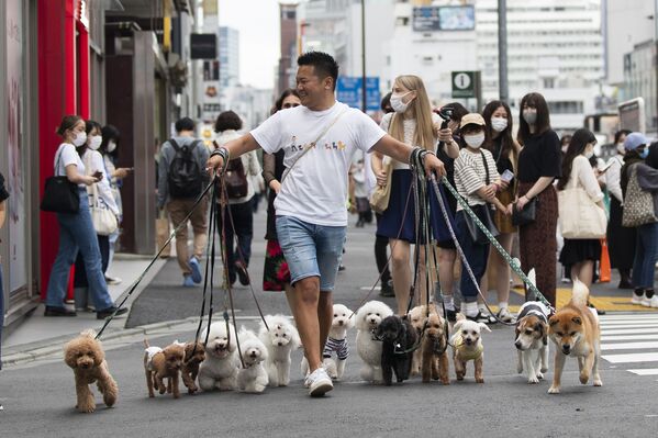 Passeador de cães profissional atravessa estrada em Tóquio, Japão 
 - Sputnik Brasil