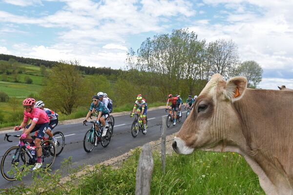 Ciclistas passam por uma vaca durante a competição Critérium du Dauphiné, nos Alpes franceses - Sputnik Brasil
