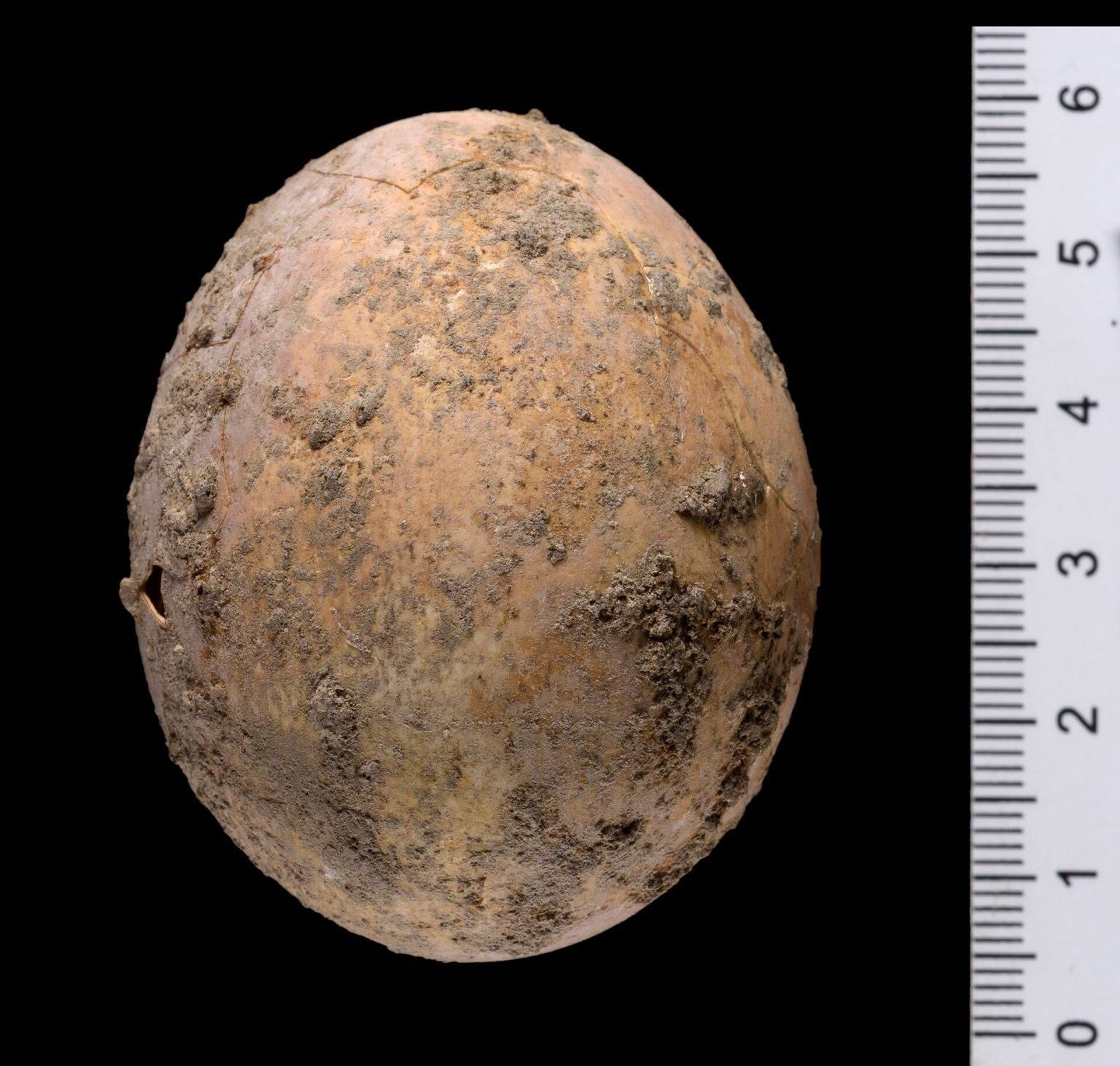 Ovo de galinha de 1.000 anos é encontrado em Israel (FOTOS) - Sputnik Brasil, 1920, 09.06.2021