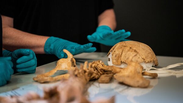 Esqueleto de um viking encontrado em Oxford, Reino Unido, sendo analisado no Museu Nacional da Dinamarca - Sputnik Brasil