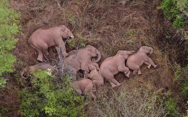 Manada de elefantes que viajou 500 quilômetros para norte de seu habitat natural descansa em floresta perto de Kunming, província de Yunnan, da China, 7 de junho de 2021 - Sputnik Brasil