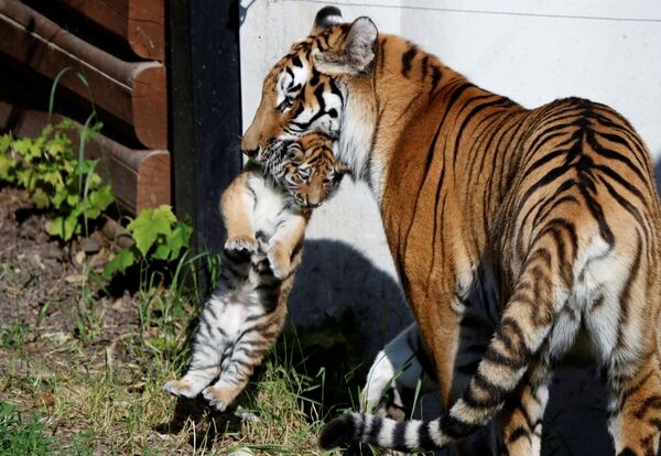 Fêmea de tigre-siberiano segura cria recém-nascida no zoológico de Plock, Polônia, 7 de junho de 2021 - Sputnik Brasil