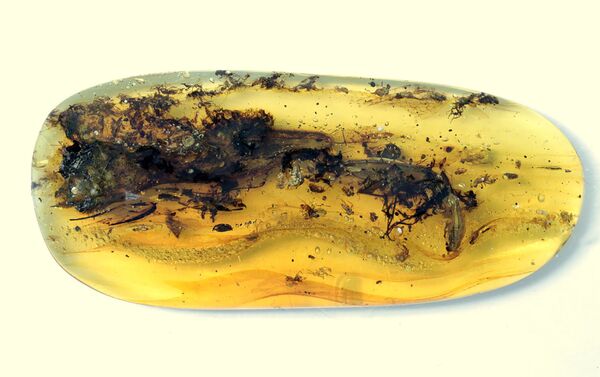 Lagarto Oculudentavis naga conservado em um pedaço de âmbar de 99 milhões de anos - Sputnik Brasil