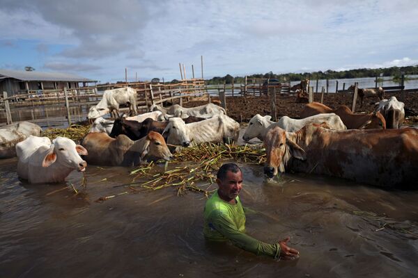 Homem alimenta gado nas margens do rio Solimões, durante inundação do município rural de Manacapuru, no estado do Amazonas, Brasil, 17 de junho de 2021 - Sputnik Brasil