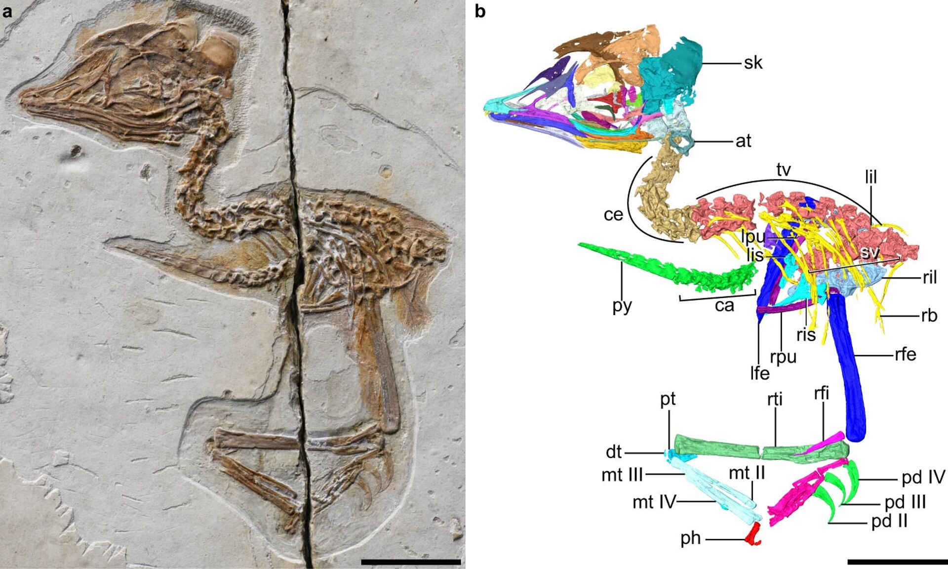 Fósseis encontrados na China revelam mescla entre dinossauros e aves (FOTO) - Sputnik Brasil, 1920, 24.06.2021