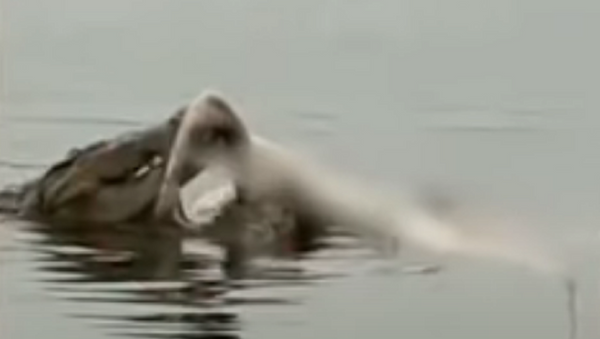 Crocodilos devoram corpo de homem - Sputnik Brasil