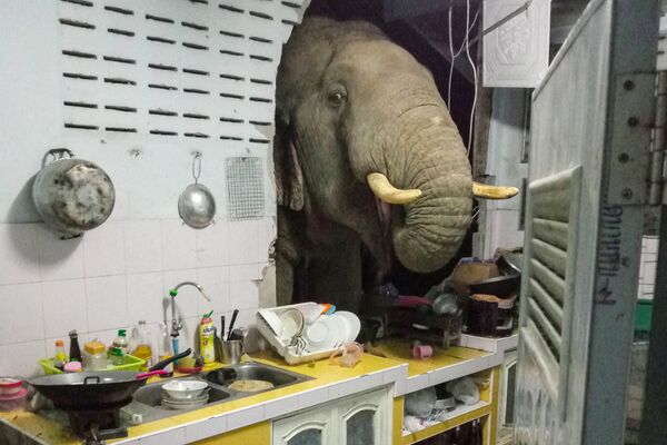 Elefante procurando comida na cozinha de casa residencial em Pa La-U, província de Hua Hin, Tailândia, 20 de junho de 2021 - Sputnik Brasil