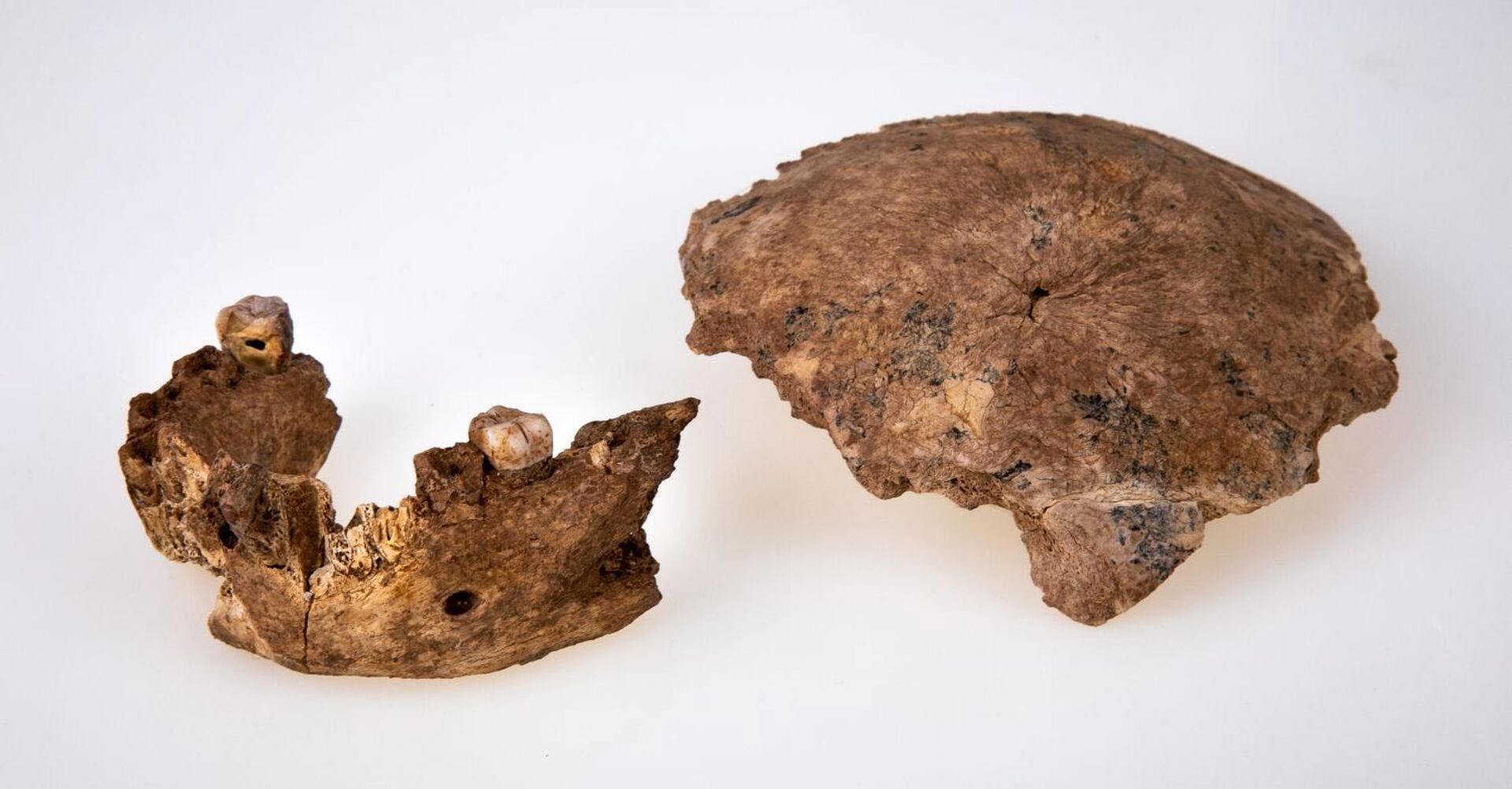 Descoberta de fóssil de espécie humana antiga aponta para peculiar processo evolutivo (FOTOS) - Sputnik Brasil, 1920, 01.07.2021