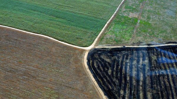 Restos de floresta desmatada são queimados perto de plantações de soja no município de Querência, no Mato Grosso (foto de arquivo). - Sputnik Brasil