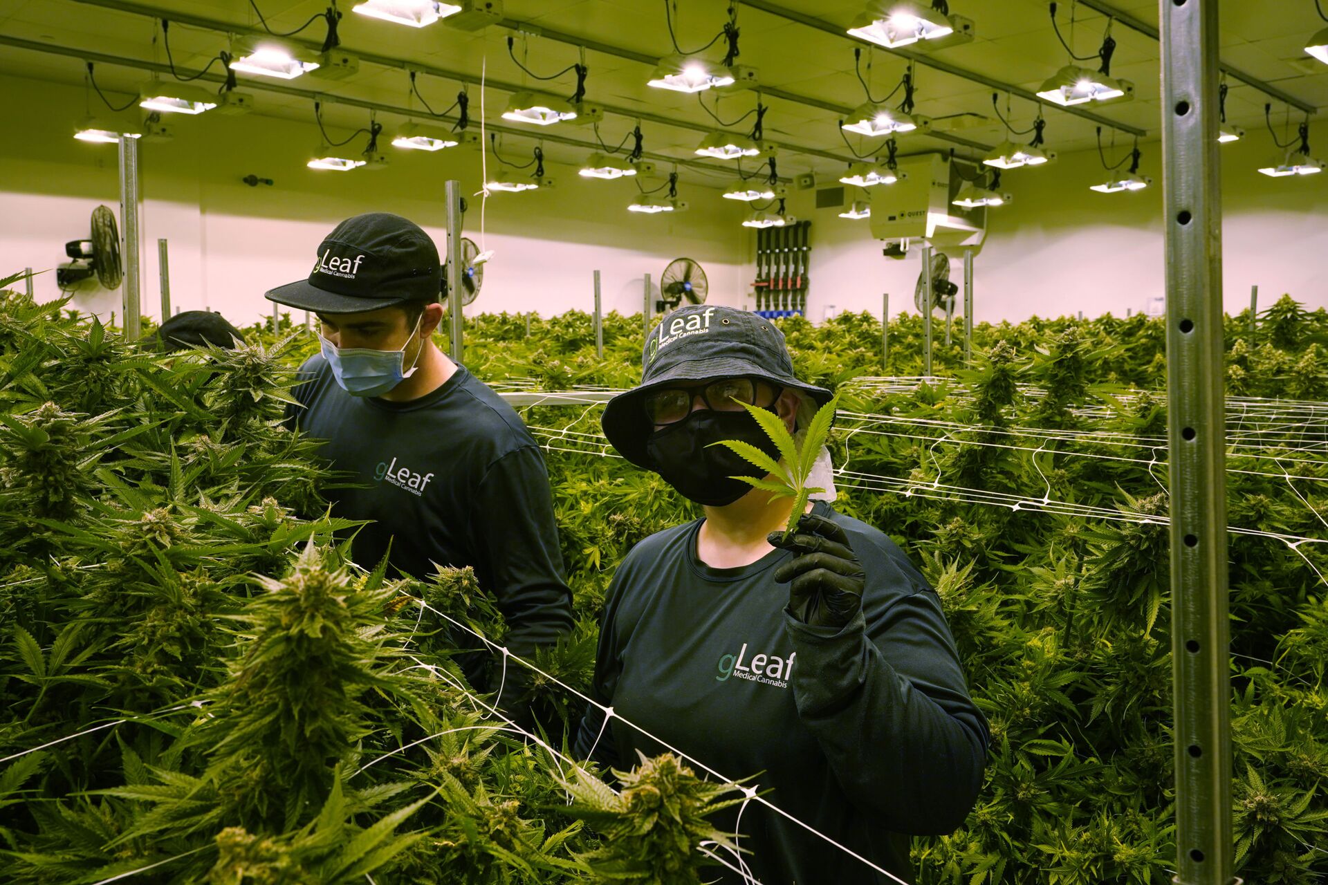 Trabalhador segura uma folha de cannabis enquanto corta plantas perto da colheita em uma sala de cultivo na Virgínia, EUA. A data para legalizar o porte de maconha está se aproximando no estado norte-americano, 17 de junho de 2021 - Sputnik Brasil, 1920, 14.06.2022