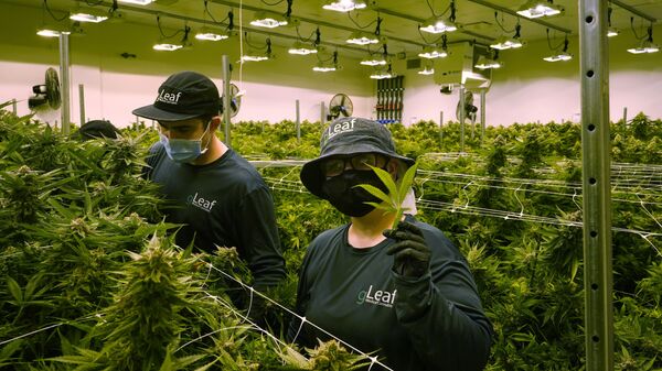 Trabalhador segura uma folha de cannabis enquanto corta plantas perto da colheita em uma sala de cultivo na Virgínia, EUA. A data para legalizar o porte de maconha está se aproximando no estado norte-americano, 17 de junho de 2021 - Sputnik Brasil