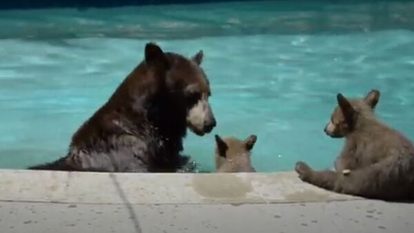 Ursa e suas crias dentro de piscina - Sputnik Brasil