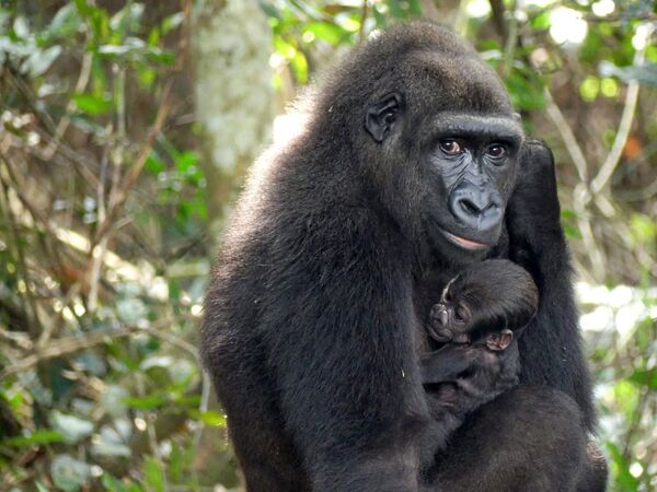 Gorila bebê embalado por sua mãe no planalto de Bateke, Gabão, foto divulgada em 29 de junho de 2021 - Sputnik Brasil