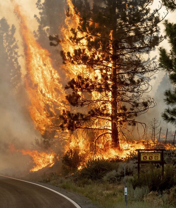 Incêndio arde na Floresta Nacional de Plumas, Califórnia, EUA, 9 de julho de 2021 - Sputnik Brasil
