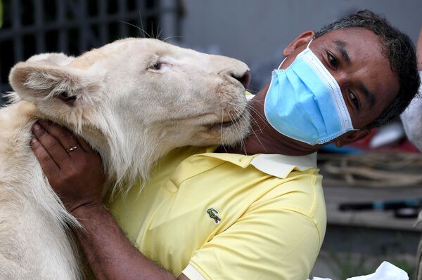 Trabalhador de zoológico no Camboja abraça leão Hima 
 - Sputnik Brasil