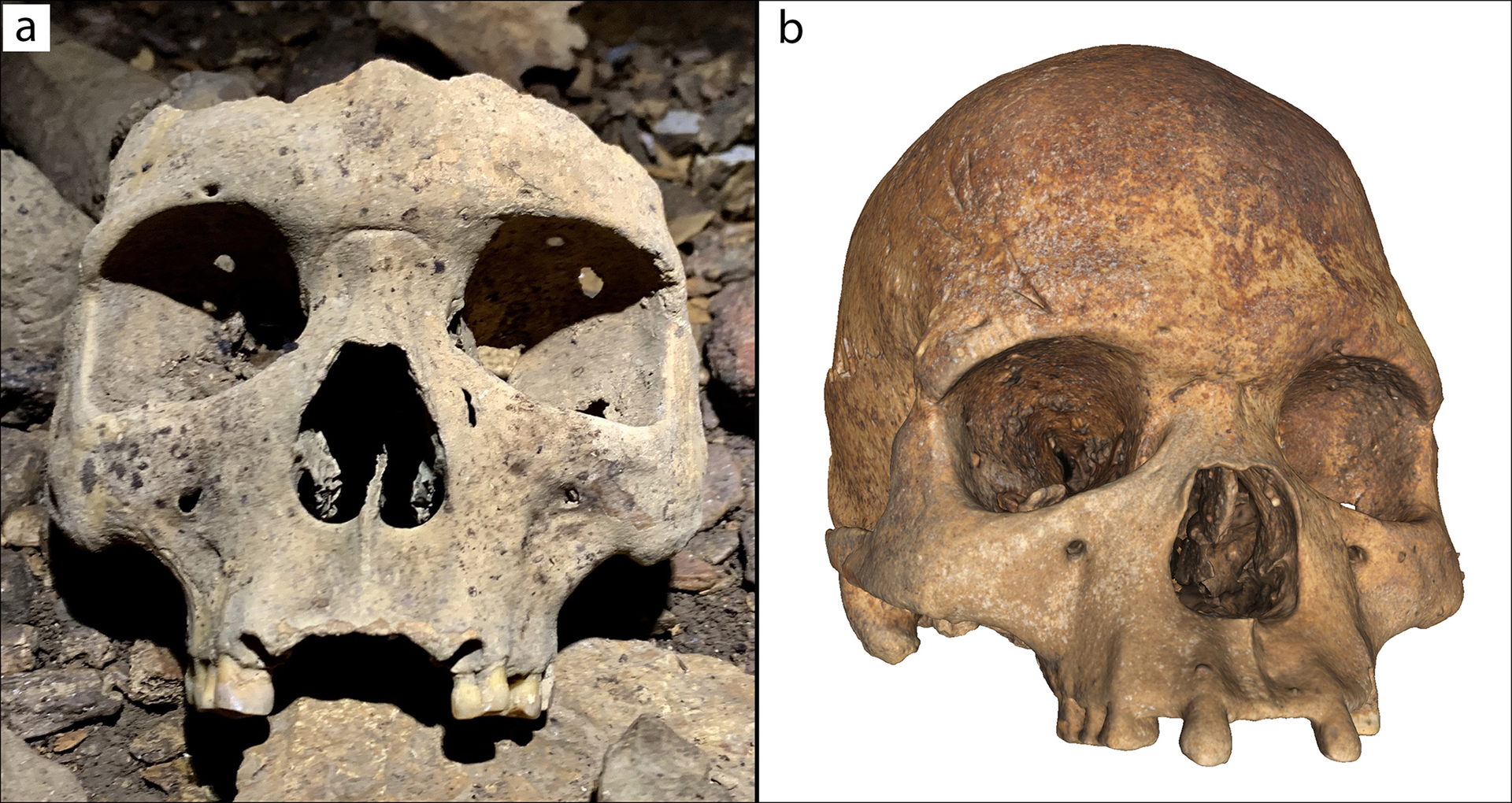 Crânios misteriosos de 500 anos com modificações faciais são descobertos em caverna no Gabão (FOTOS) - Sputnik Brasil, 1920, 11.07.2021