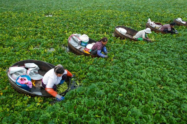 Agricultores coletam castanhas d’água em um lago em Taizhou, na província chinesa de Jiangsu
 - Sputnik Brasil