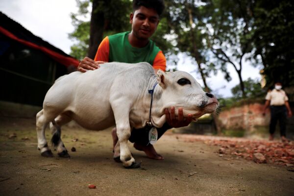 Vaca anã Rani em uma fazenda de Bangladesh
 - Sputnik Brasil