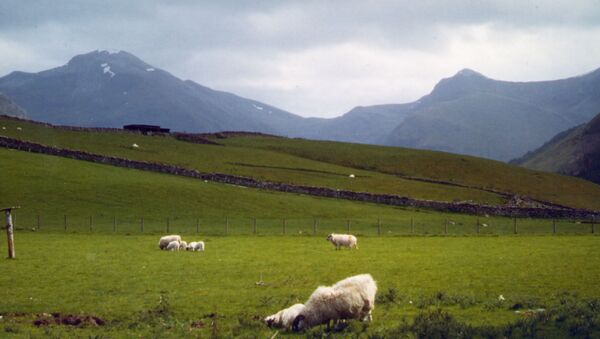 Ovelhas pastam na base de Ben Nevis, Escócia, a montanha mais alta do Reino Unido. Foto de arquivo - Sputnik Brasil