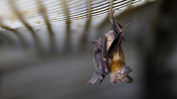 Morcego-ferradura (imagem referencial) - Sputnik Brasil