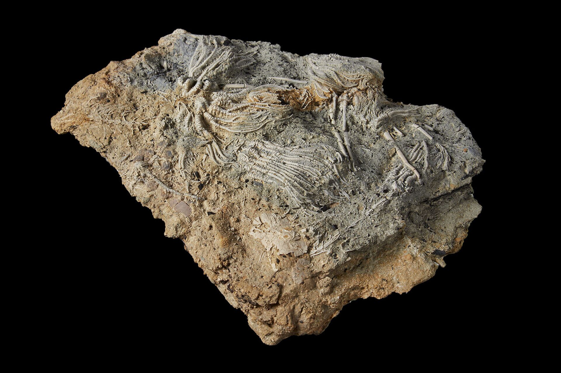 'Pompeia Jurássica': pedreira britânica revela fósseis extraordinários de animais marinhos (FOTOS) - Sputnik Brasil, 1920, 22.07.2021