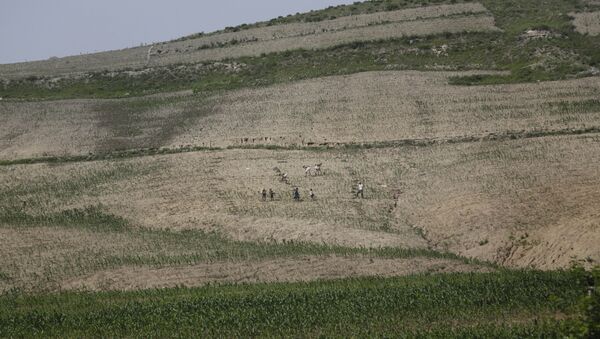 Agricultores trabalhando em campo de milho na Coreia do Norte (foto de arquivo) - Sputnik Brasil