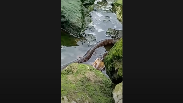 Cobra d'água capturando um peixe cabeça-chata - Sputnik Brasil