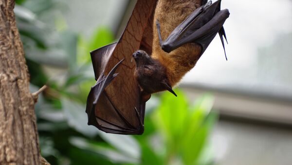 Morcego (imagem referencial) - Sputnik Brasil