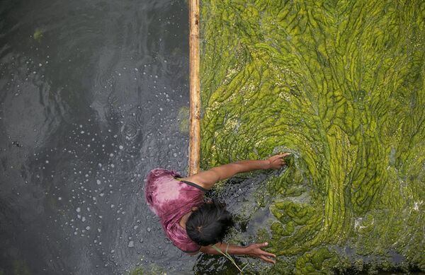 Trabalhador retira algas de lago, em Katmandu, no Nepal, 27 de julho de 2021 - Sputnik Brasil