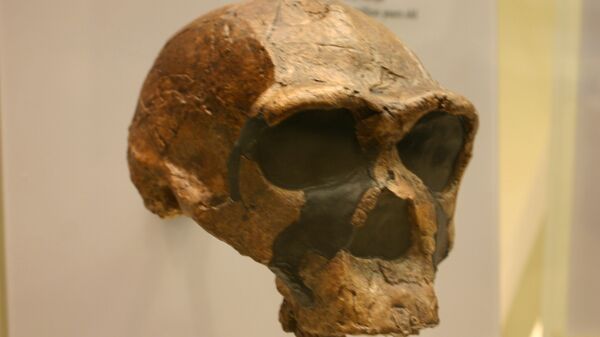 Crânio de homo erectus (imagem referencial) - Sputnik Brasil